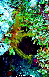 Golden Crinoid seen May 2008 in Grand Bahamas.  Photo tak... by Bonnie Conley 